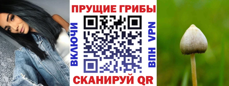 цена   Березники  Галлюциногенные грибы Cubensis 